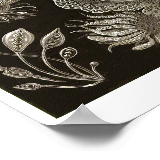 プレート73.子嚢腫。 ポスター (角)