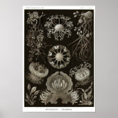 プレート73.子嚢腫。 ポスター (正面)