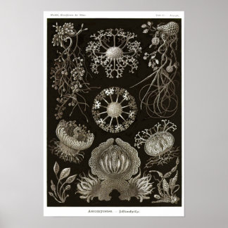 プレート73.子嚢腫。 ポスター