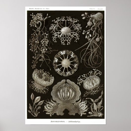 プレート73.子嚢腫。 ポスター (正面)