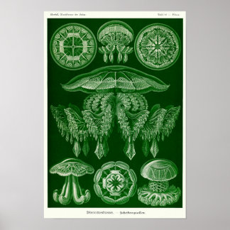 プレート8ディスコ。 ポスター