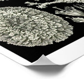 プレート83.地衣。 ポスター (角)