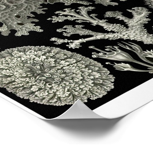 プレート83.地衣。 ポスター (角)