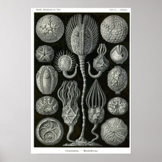 プレート90.嚢胞体。 ポスター