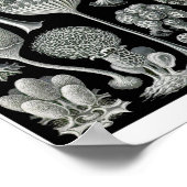 プレート93.Mycetozoaの場合。 ポスター (角)