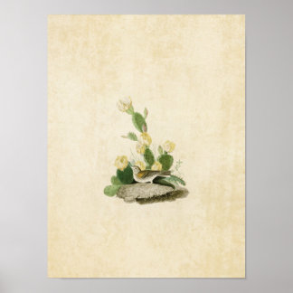 プレート94 | Grass FinchまたはBay-Winged Bunting ポスター