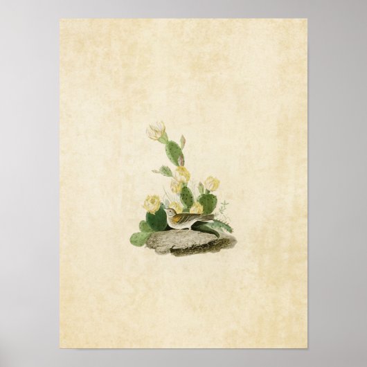 プレート94 | Grass FinchまたはBay-Winged Bunting ポスター (正面)