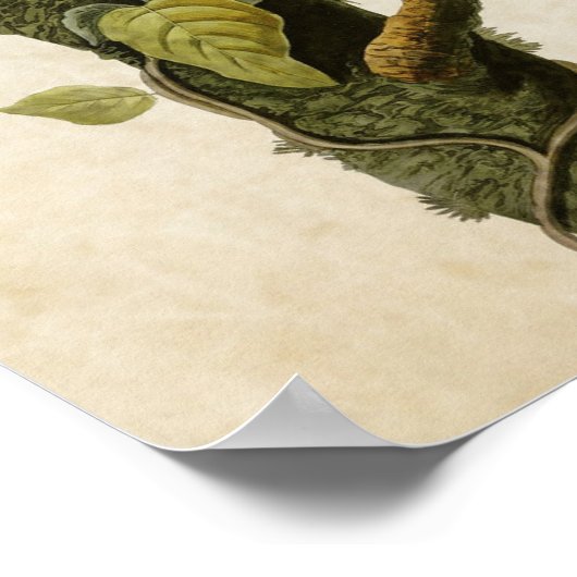 プレート96 | Columbia Jay |アメリカの鳥 ポスター (角)