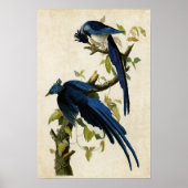 プレート96 | Columbia Jay |アメリカの鳥 ポスター (正面)