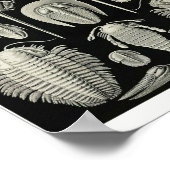 プレート。アスピドニア。 ポスター (角)