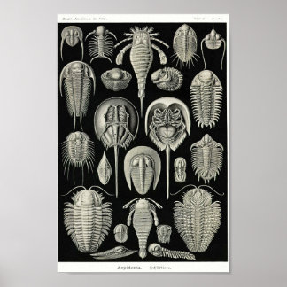 プレート。アスピドニア。 ポスター