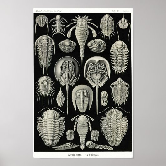 プレート。アスピドニア。 ポスター (正面)