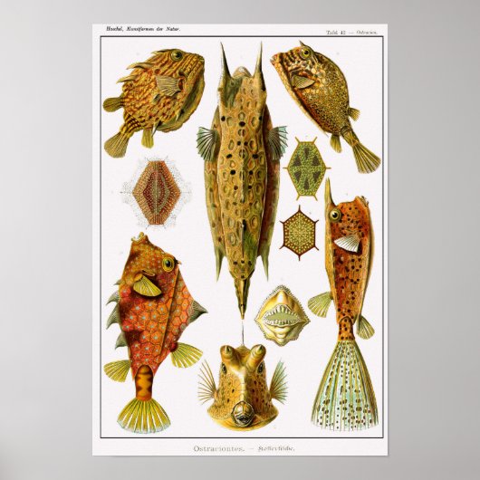 プレート。執着する。 ポスター (正面)