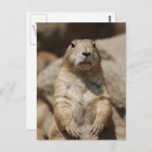 プレーリクールードッグはがき ポストカード (正面/裏面)