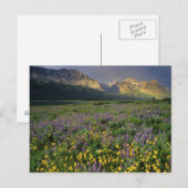 プレーリーの野草が湖の近くの草地を埋める ポストカード (正面/裏面)