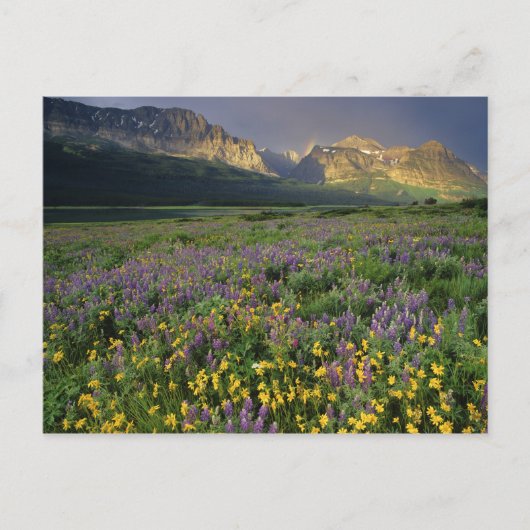 プレーリーの野草が湖の近くの草地を埋める ポストカード (正面)