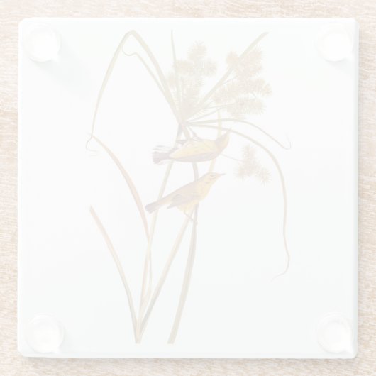 プレーリーウォーブラーオードボンイエローバード ガラスコースター (裏面)