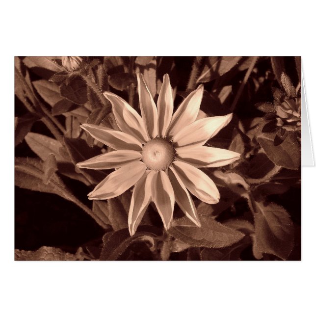 プレーリーサンルドベキアB&W (正面横)