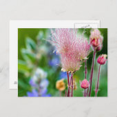 プレーリースモークワイルドフラワーイン《植物》アスペングローブ2 ポストカード (正面/裏面)