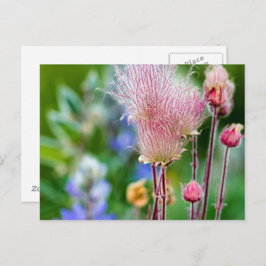 プレーリースモークワイルドフラワーイン《植物》アスペングローブ2 ポストカード (正面/裏面)