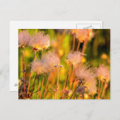 プレーリースモークワイルドフラワーイン《植物》アスペン林 ポストカード (正面/裏面)