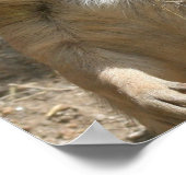 プレーリードッグポスタープリント ポスター (角)