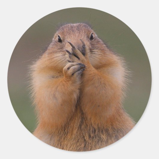 プレーリードッグ ラウンドシール (正面)