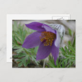 プレーリーパスクノースサウスダコタ州花 ポストカード (正面/裏面)