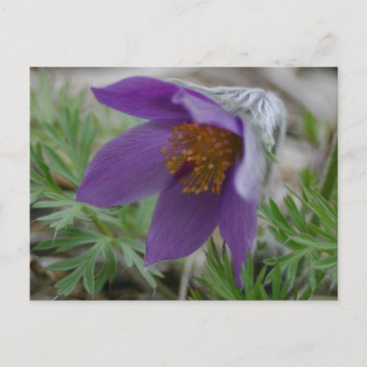 プレーリーパスクノースサウスダコタ州花 ポストカード (正面)