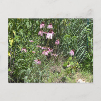 プレーリービュー ポストカード