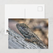 プレーリーリザード ポストカード (正面/裏面)