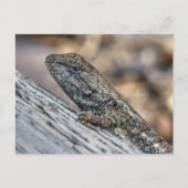 プレーリーリザード ポストカード (正面)