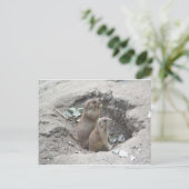 プレーリー犬 ポストカード (スタンド正面)