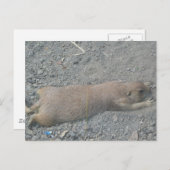 プレーリー犬 ポストカード (正面/裏面)