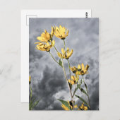 プレーリー美しい ポストカード (正面/裏面)