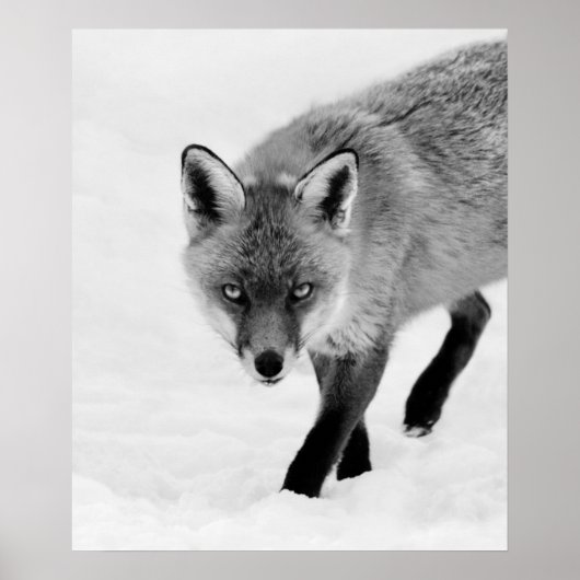 プロウリングキツネ ポスター (正面)