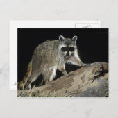 プロシオンローター・ノーザンラクーン ポストカード (正面/裏面)