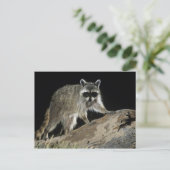 プロシオンローター・ノーザンラクーン ポストカード (スタンド正面)