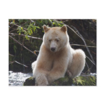 プロジェクト・スピリット・ベア