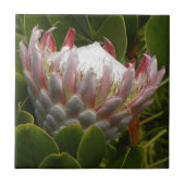 プロテアのマウイハワイの花の花のピンクの緑の写真 タイル (正面)