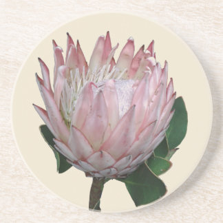 プロテアの花アイスクリーム コースター