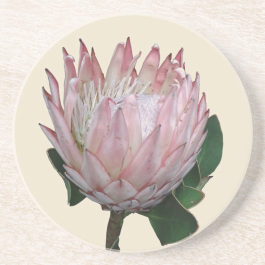 プロテアの花アイスクリーム コースター (正面)