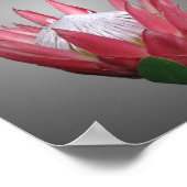 プロテアの花 ポスター (角)