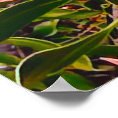 プロテアオーストラリアの花の写真 ポスター (角)