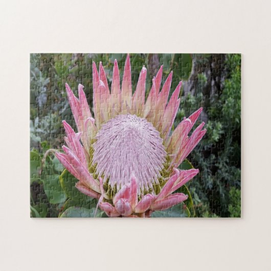 プロテアシュガーブッシュ ジグソーパズル (横)