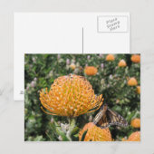 プロテアビー&バタフライ ポストカード (正面/裏面)