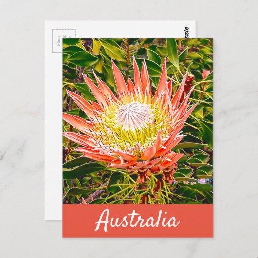 プロテアフラワーオーストラリア旅行プリント ポストカード (正面/裏面)