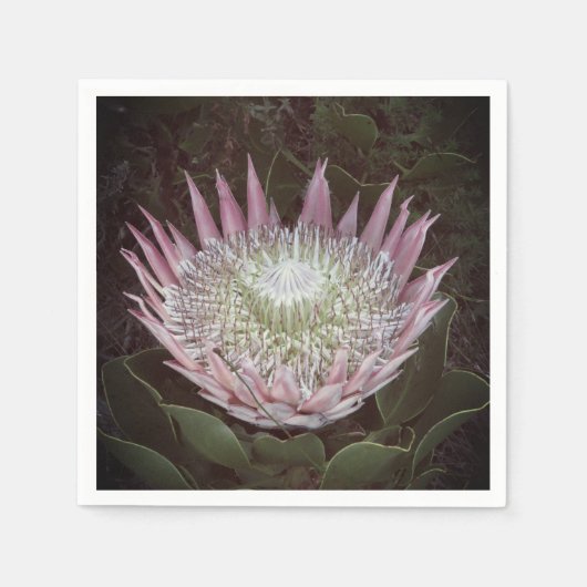 プロテアプリント紙ナプキン スタンダードカクテルナプキン (正面)