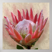 プロテア王 ポスター (正面)