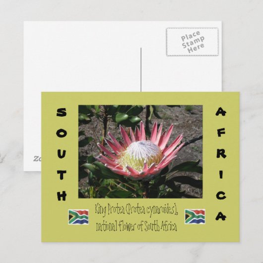 プロテア王 ポストカード (正面/裏面)